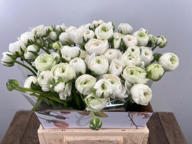 Ранункулус Элеганс Вайт 40, шт.