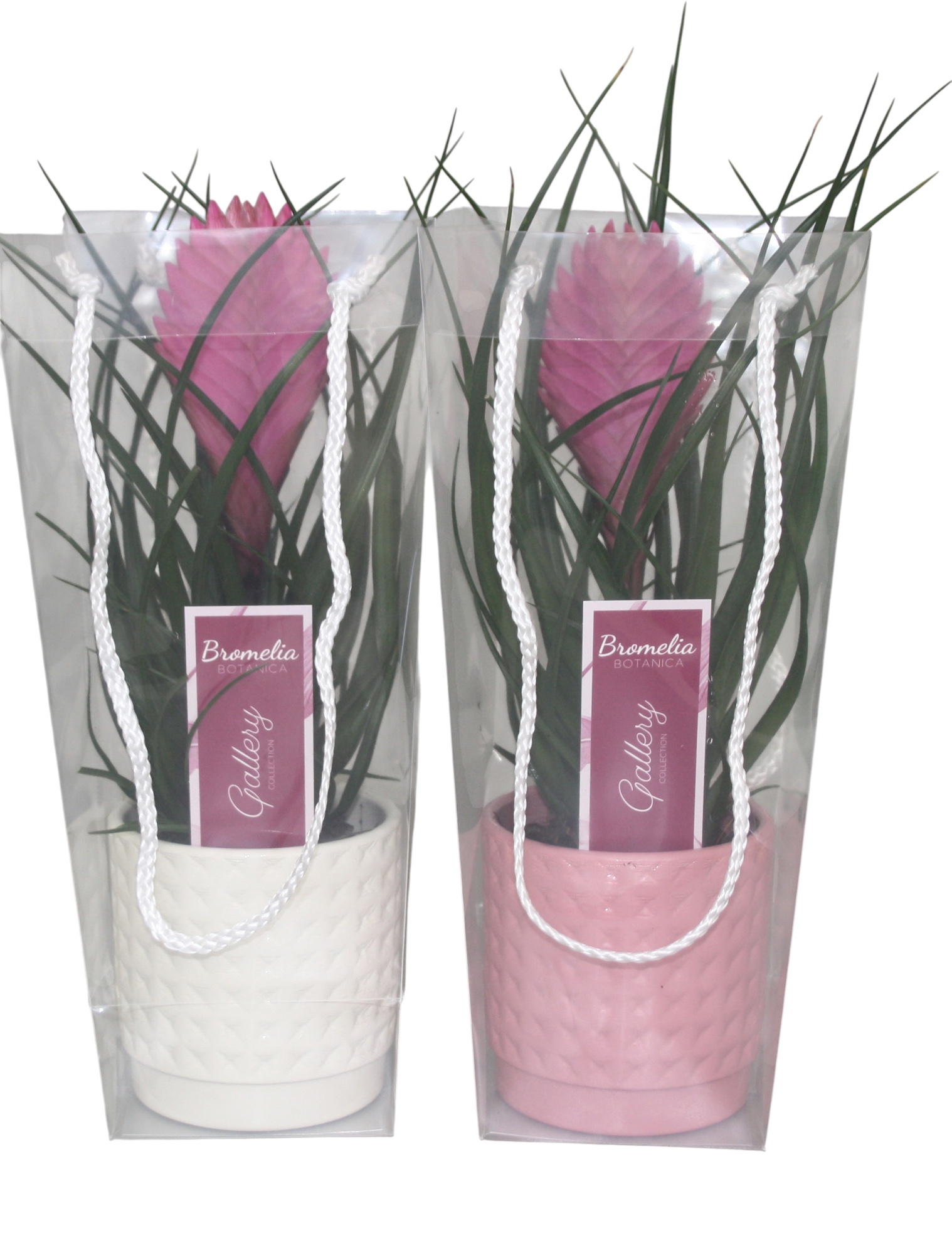 Tillandsia cyanea 'Anita' in roze en wit ruit keramiek in blanco draagtas, D 10