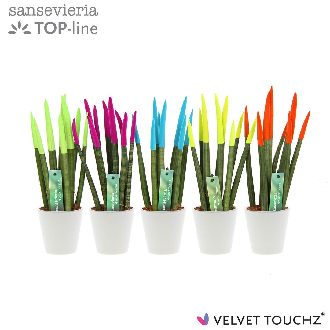 Sansevieria VELVET TOUCHZ® Ibiza In keramiek R'dam Wit, D 8,5 cm