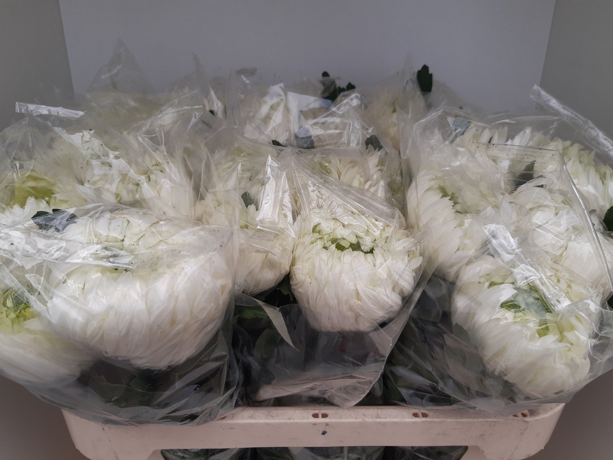 Хризантема од. Луис Герм Вайт 75, шт.