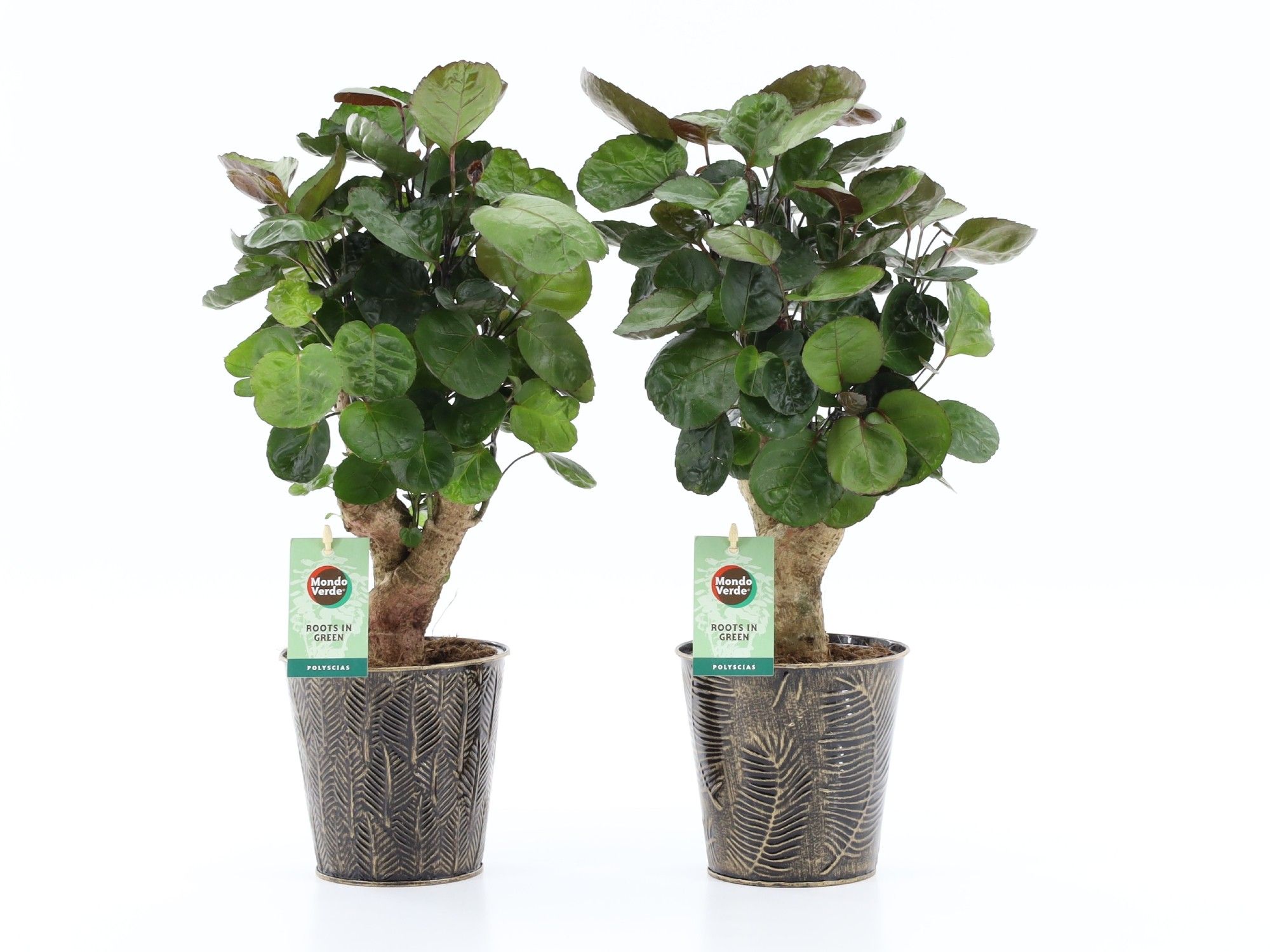 Polyscias Fabian in Iron Leaf, D 13