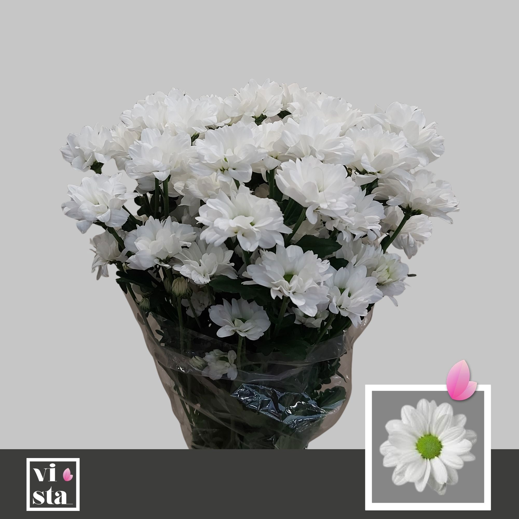 Хризантема куст. Кеннеди 70 (бел.), шт.