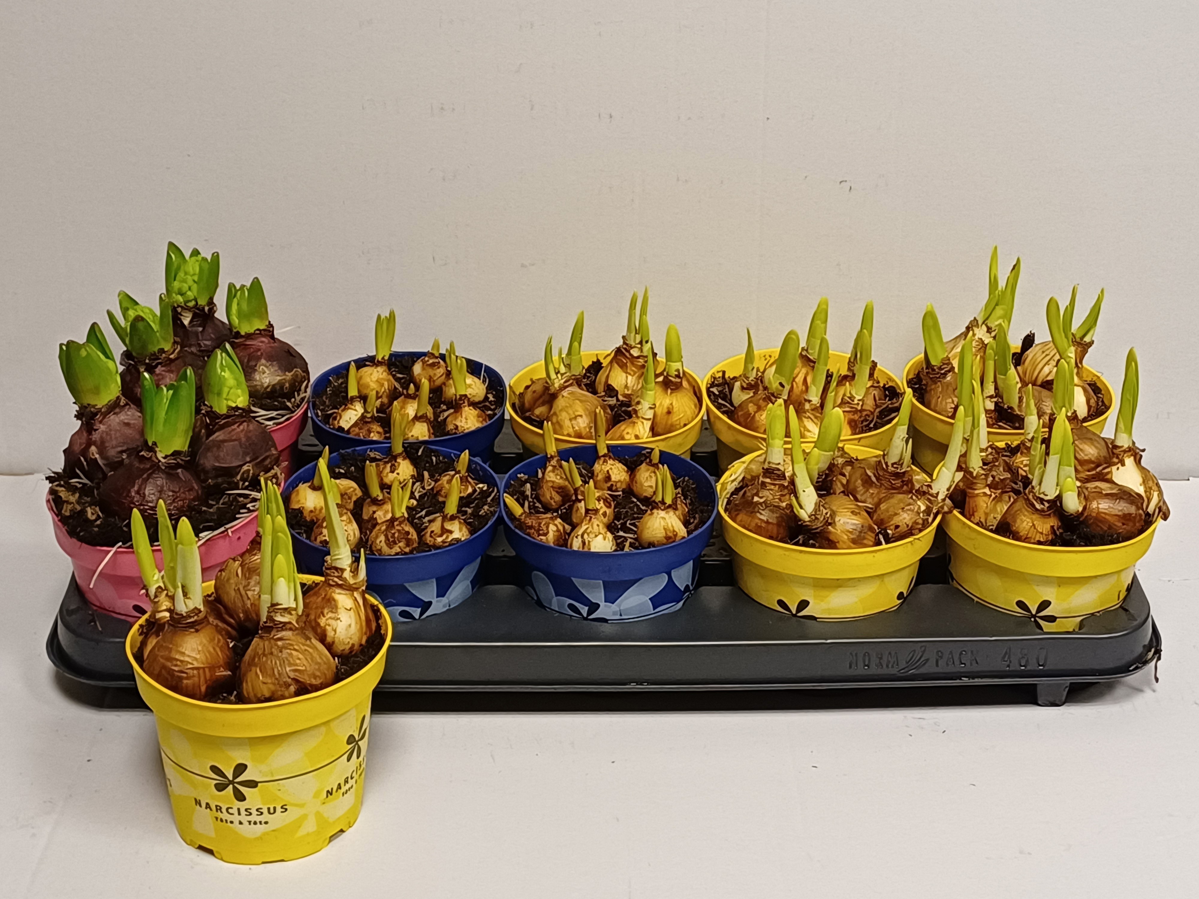 Bloembollen gemengd op gekleurde bedrukte kweekpot, D 12