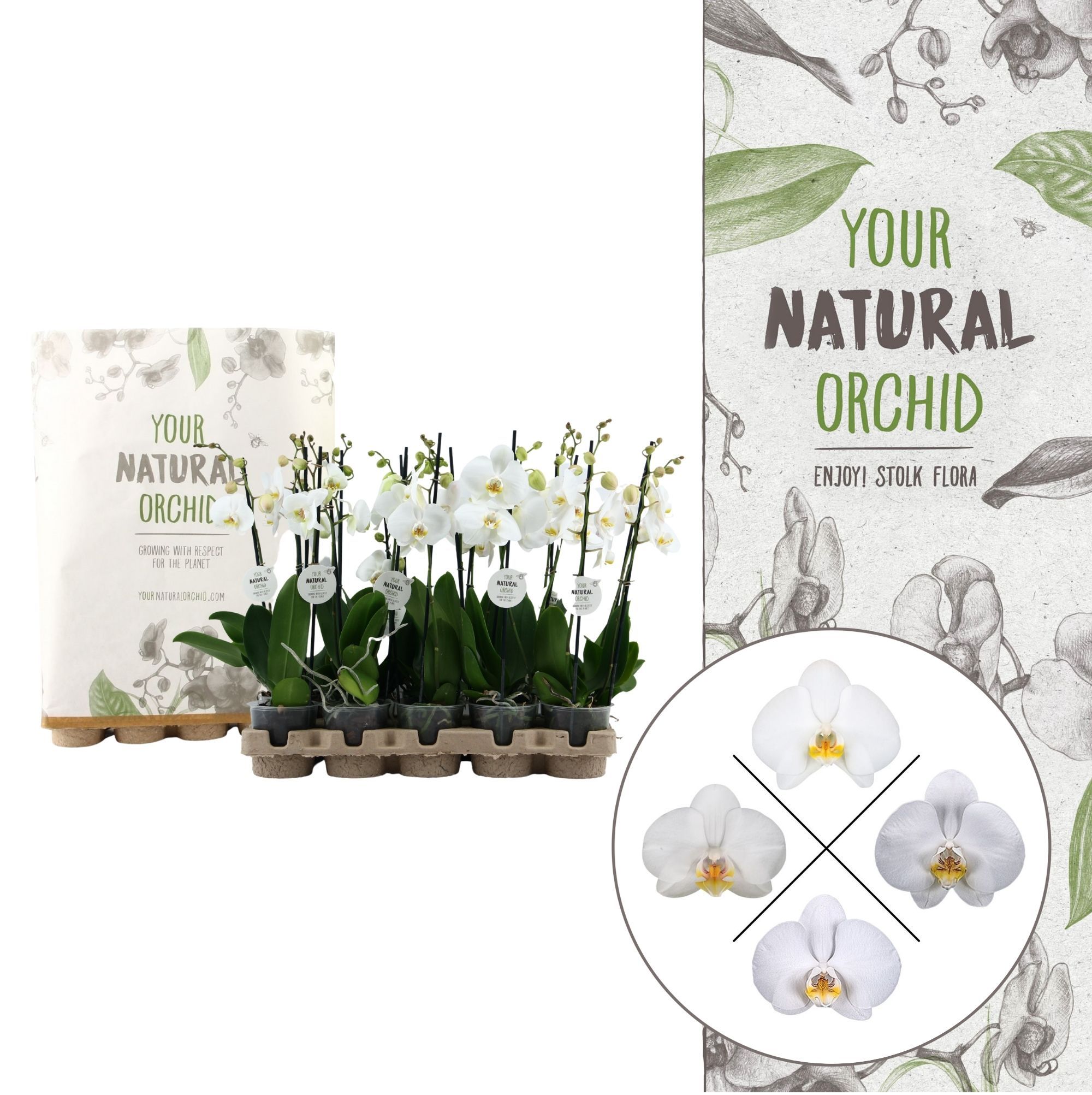 Your Natural Orchid | Eco White 50cm | Phalaenopsis 2 spike, D 12