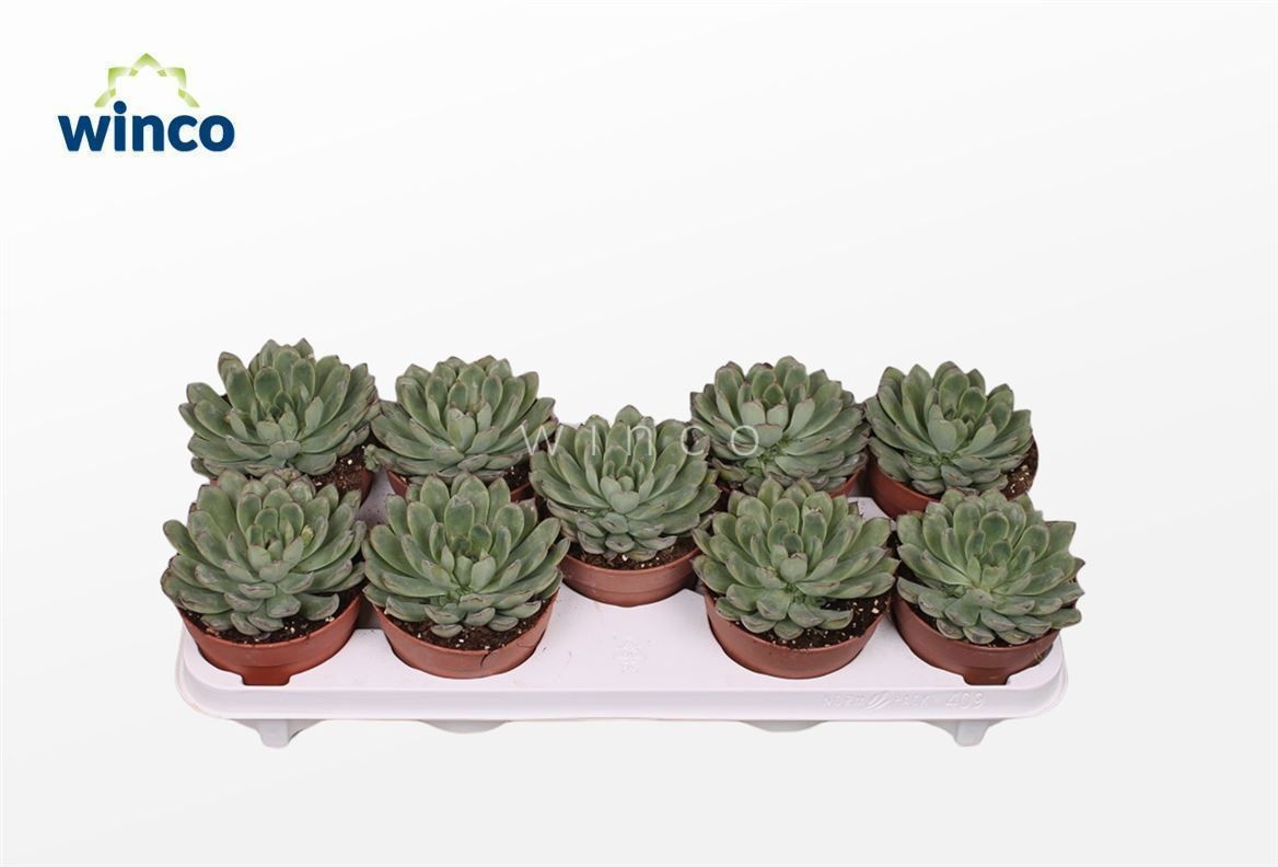 Echeveria Rondo, D 12 cm Echeveria Rondo, D 12 cm