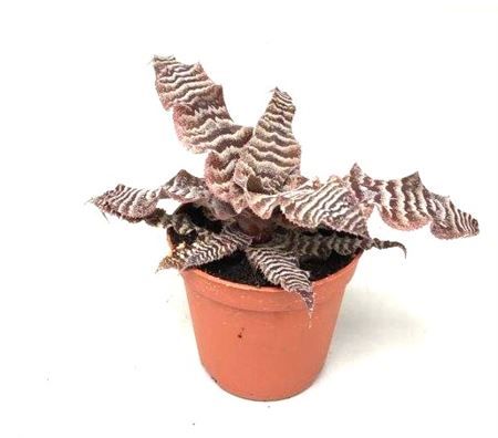 Cryptanthus zonatus, D 9 cm