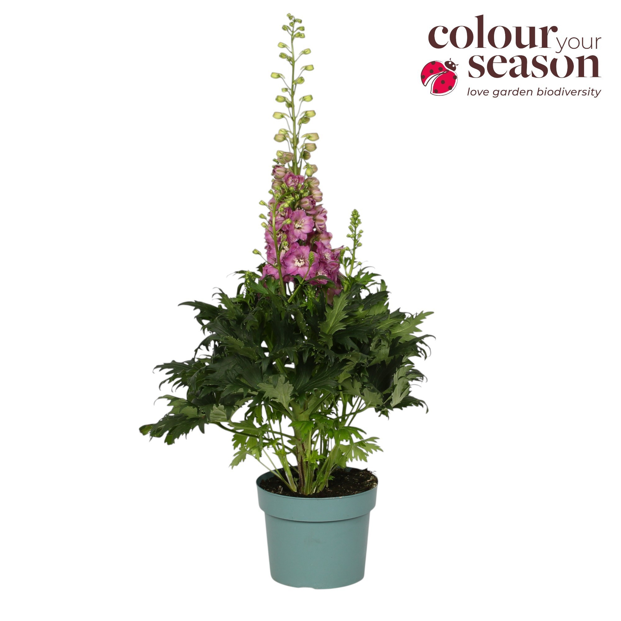 Delphinium Delgenius Chantay P19, D 19