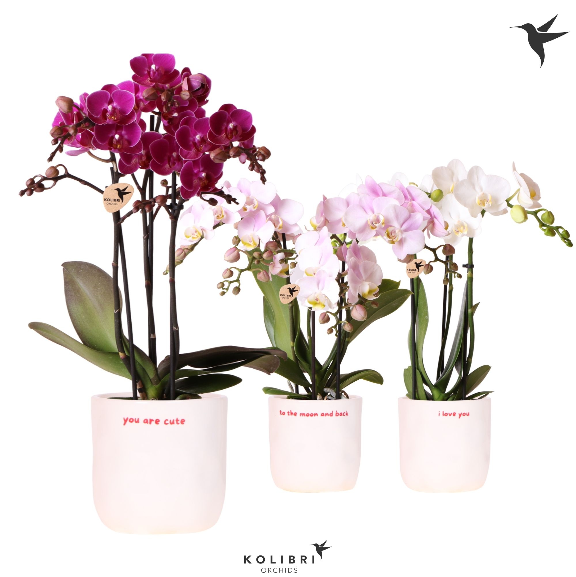 Kolibri Orchids Phalaenopsis mix 3 spike in Love pot mix, D 9