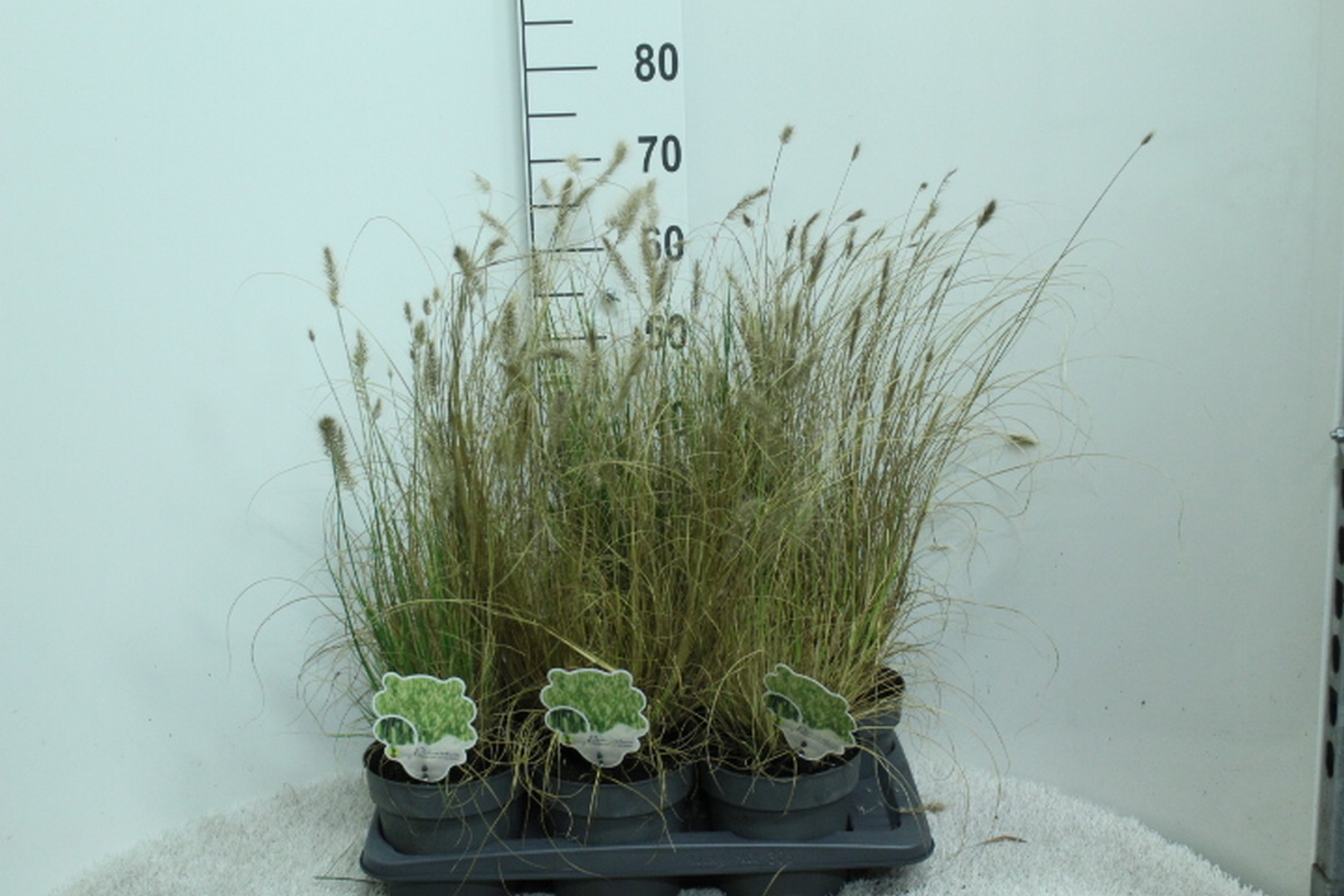 Pennisetum alop. 'Little Bunny' P17, D 17