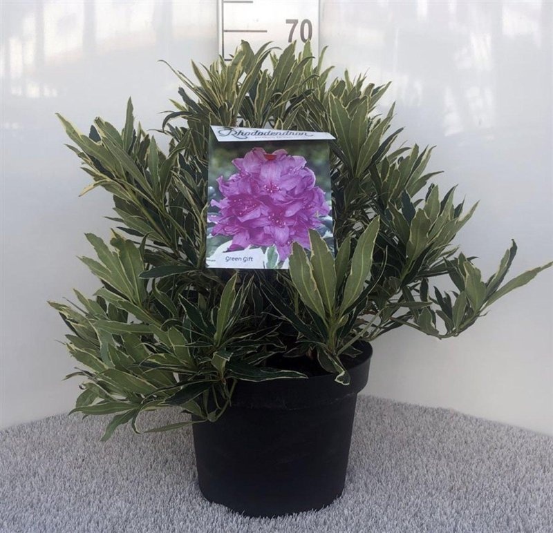 Rhododendron pont. 'Variegatum', D 29