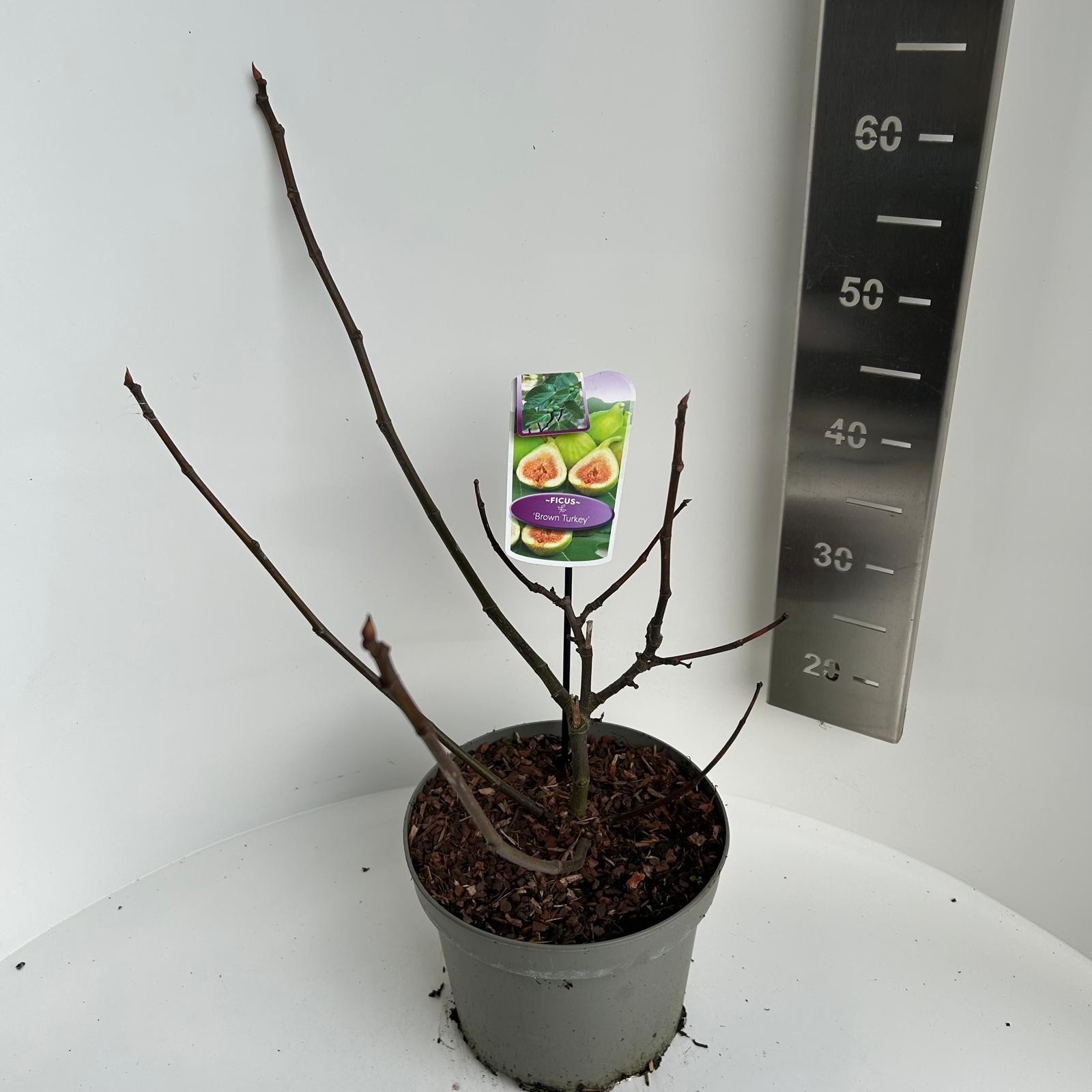 Ficus carica Brown Turkey, D 23