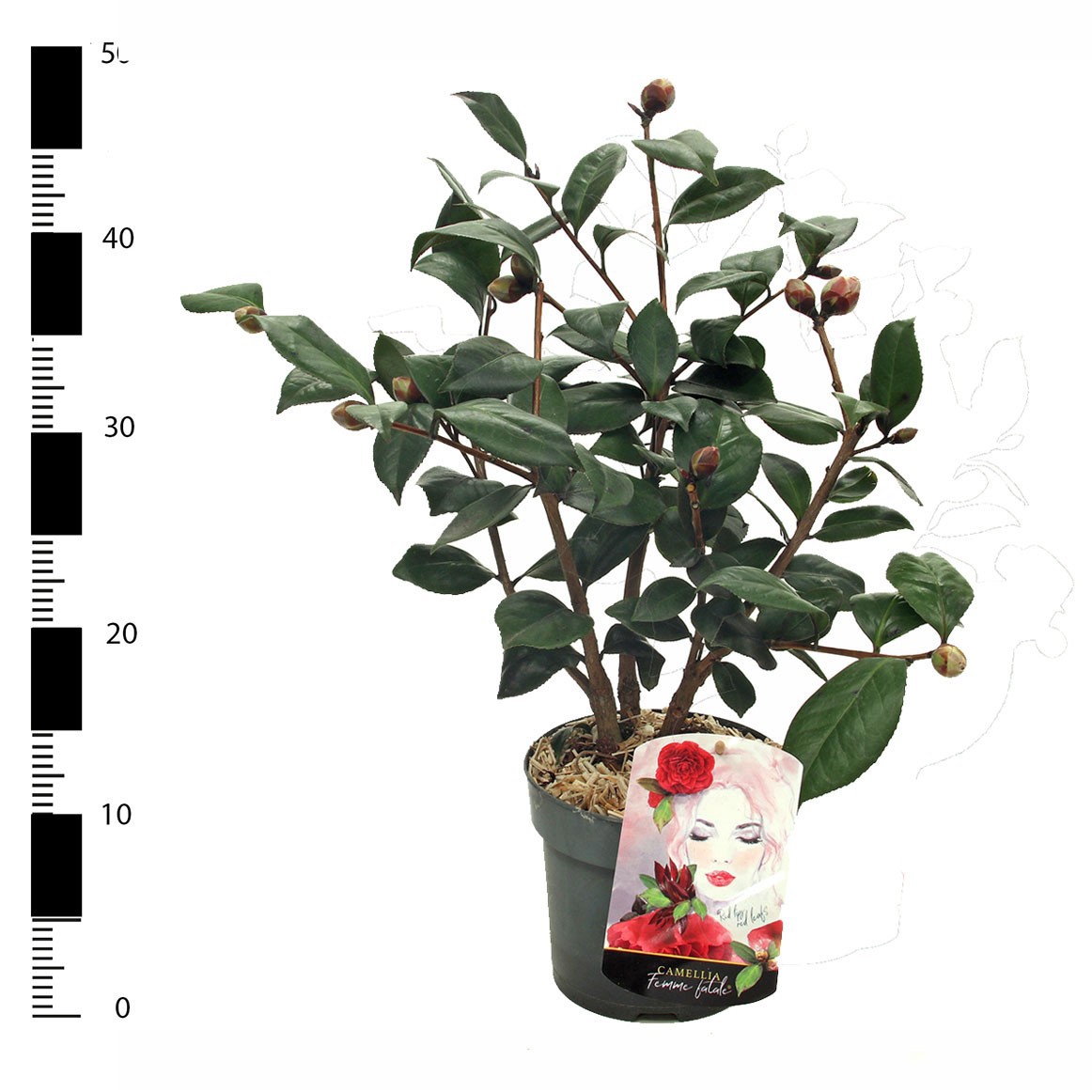 Camellia japonica 'Femme Fatale', D 15