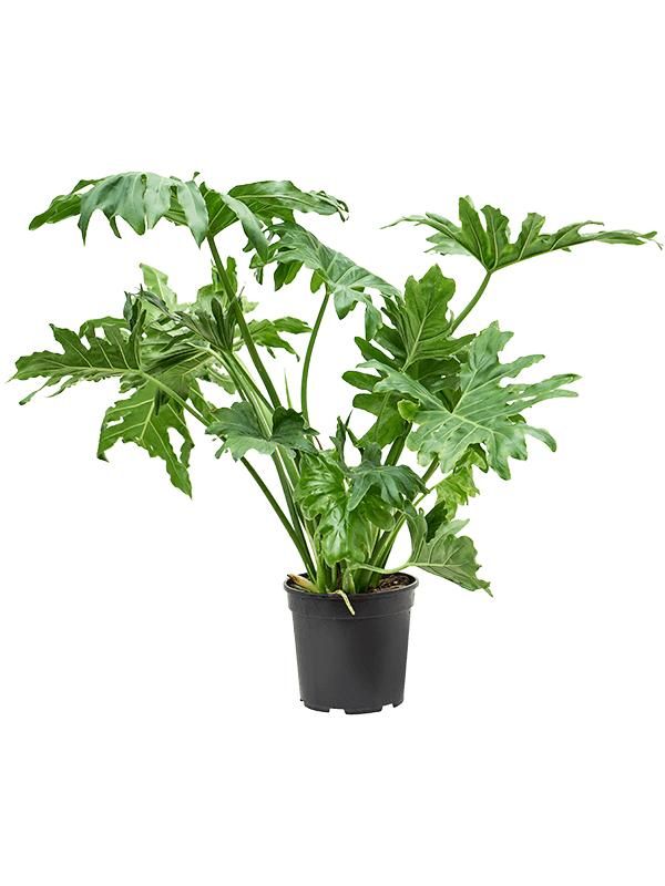 Philodendron selloum, D 20 cm