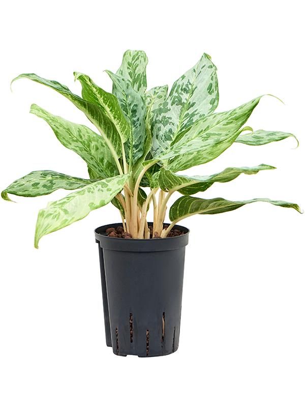 Aglaonema 'Pavo real', D 15