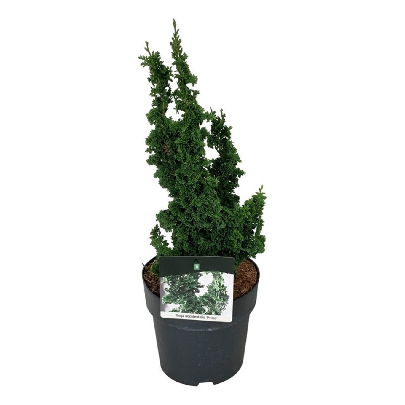 Thuja occ. Primo, D 21