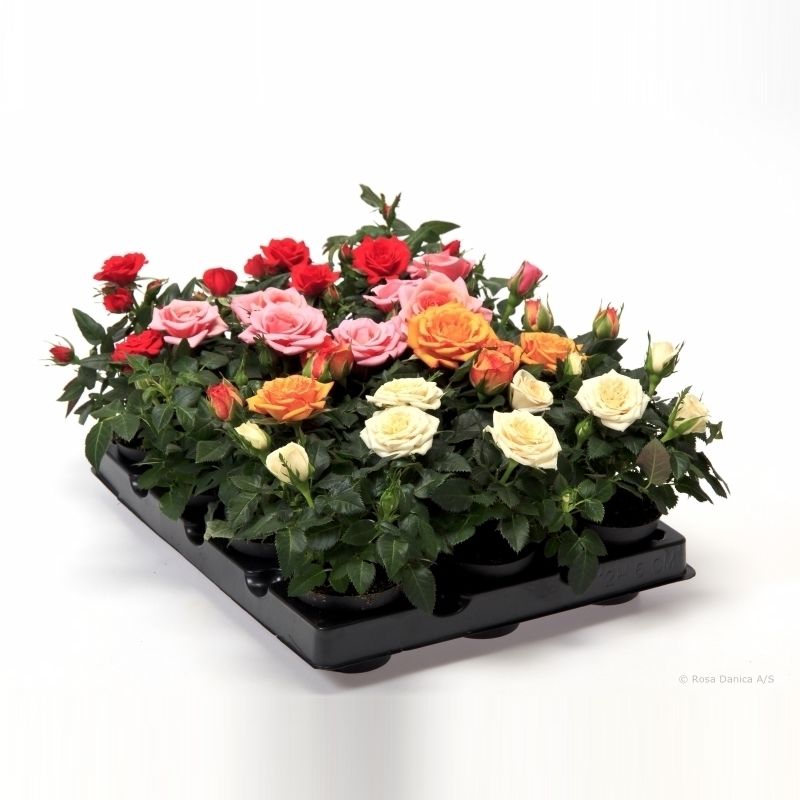 Rosa gemengd Kordana mini, D 6