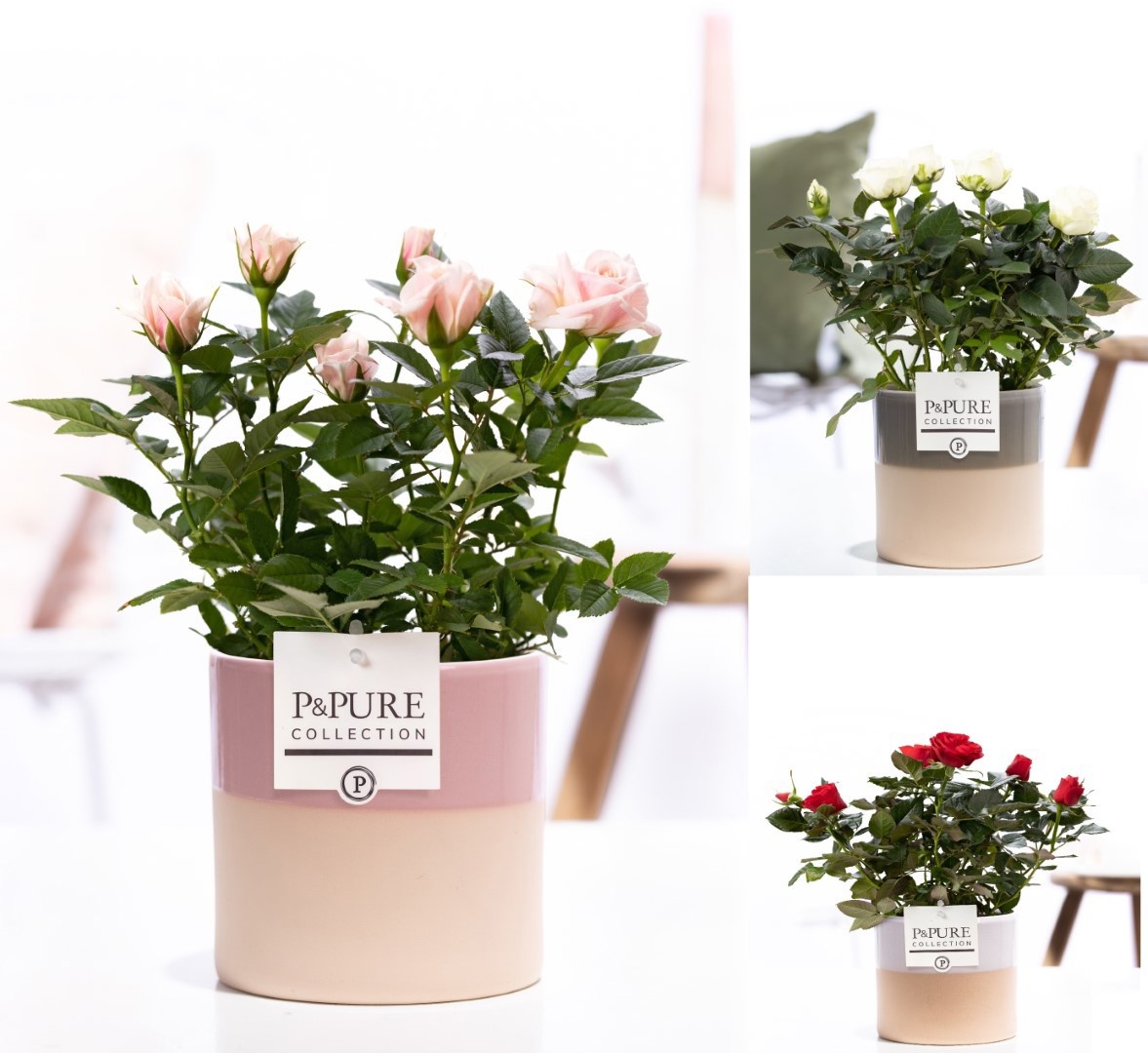 Rosa gemengd in P&PURE Tess 2 ceramics ass. 3, D 12