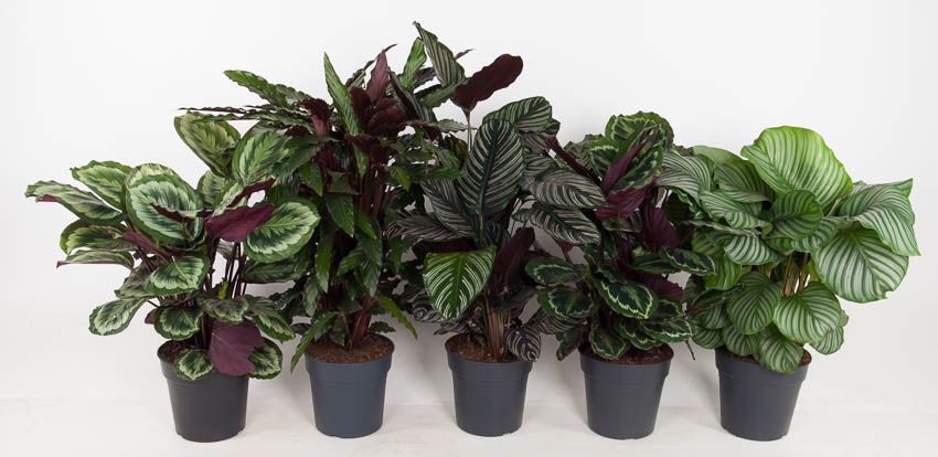 Mix Calathea 27cm, D 27
