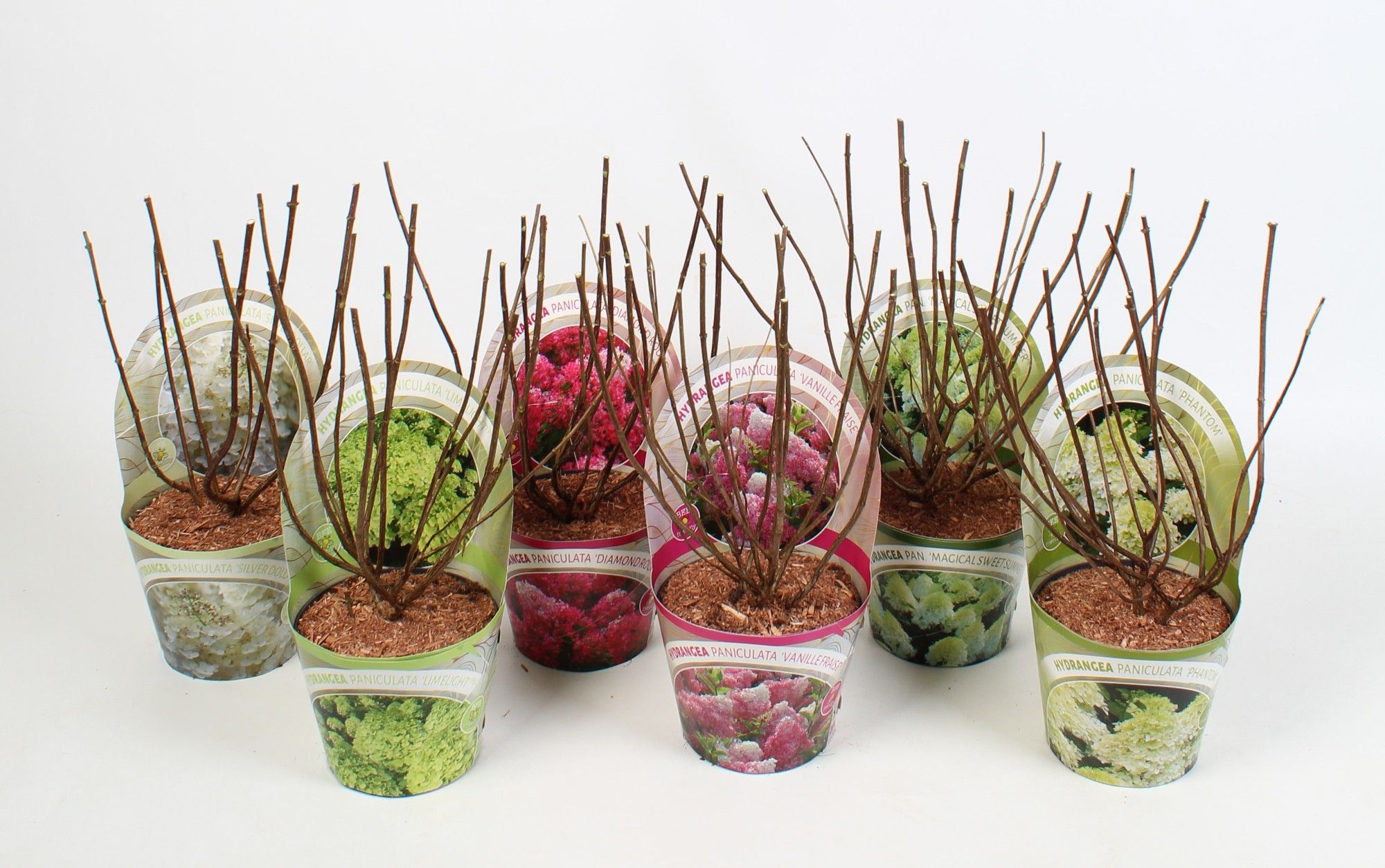 Hydrangea paniculata Mix 19 cm in potcover Beauty-Line, D 19