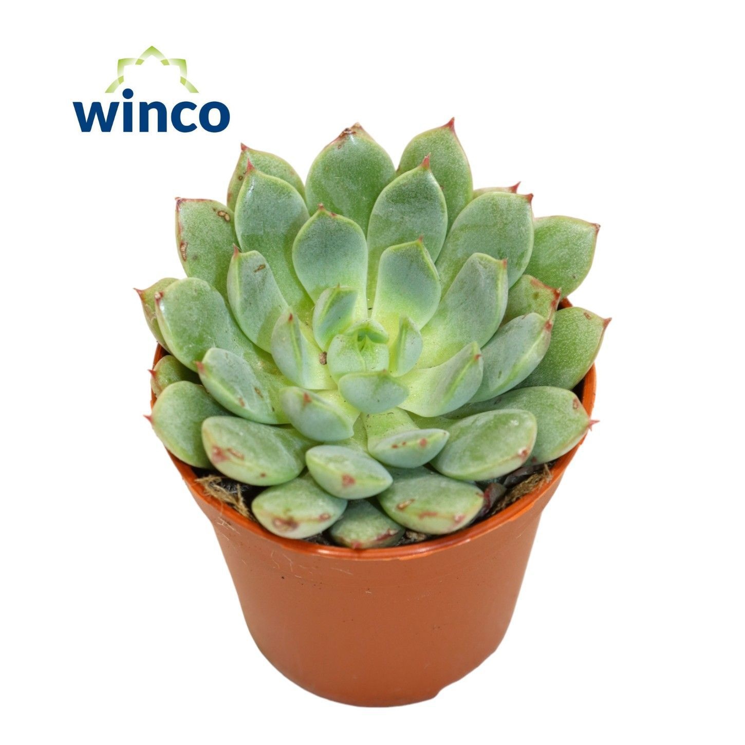 Echeveria Fabiola Blue, D 5,5