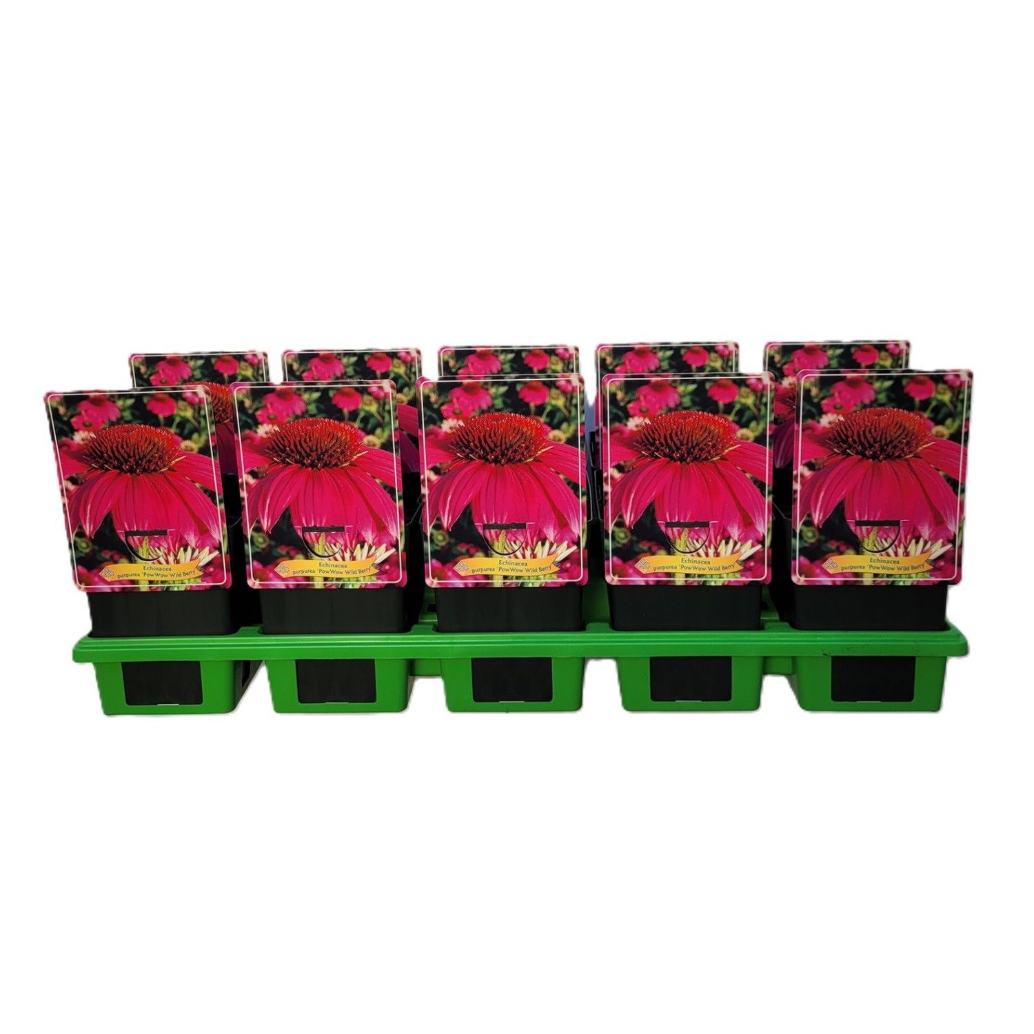 Echinacea 'Pow Wow Wild Berry' P11, D 11 cm