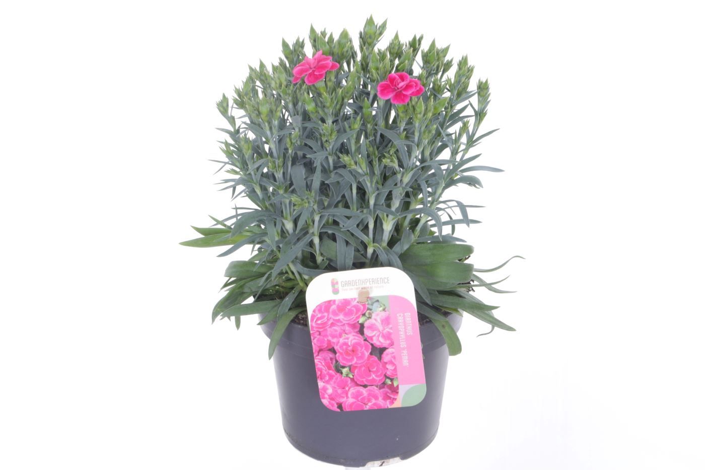 Dianthus caryophyllus Peman Fancy Cerise, D 13