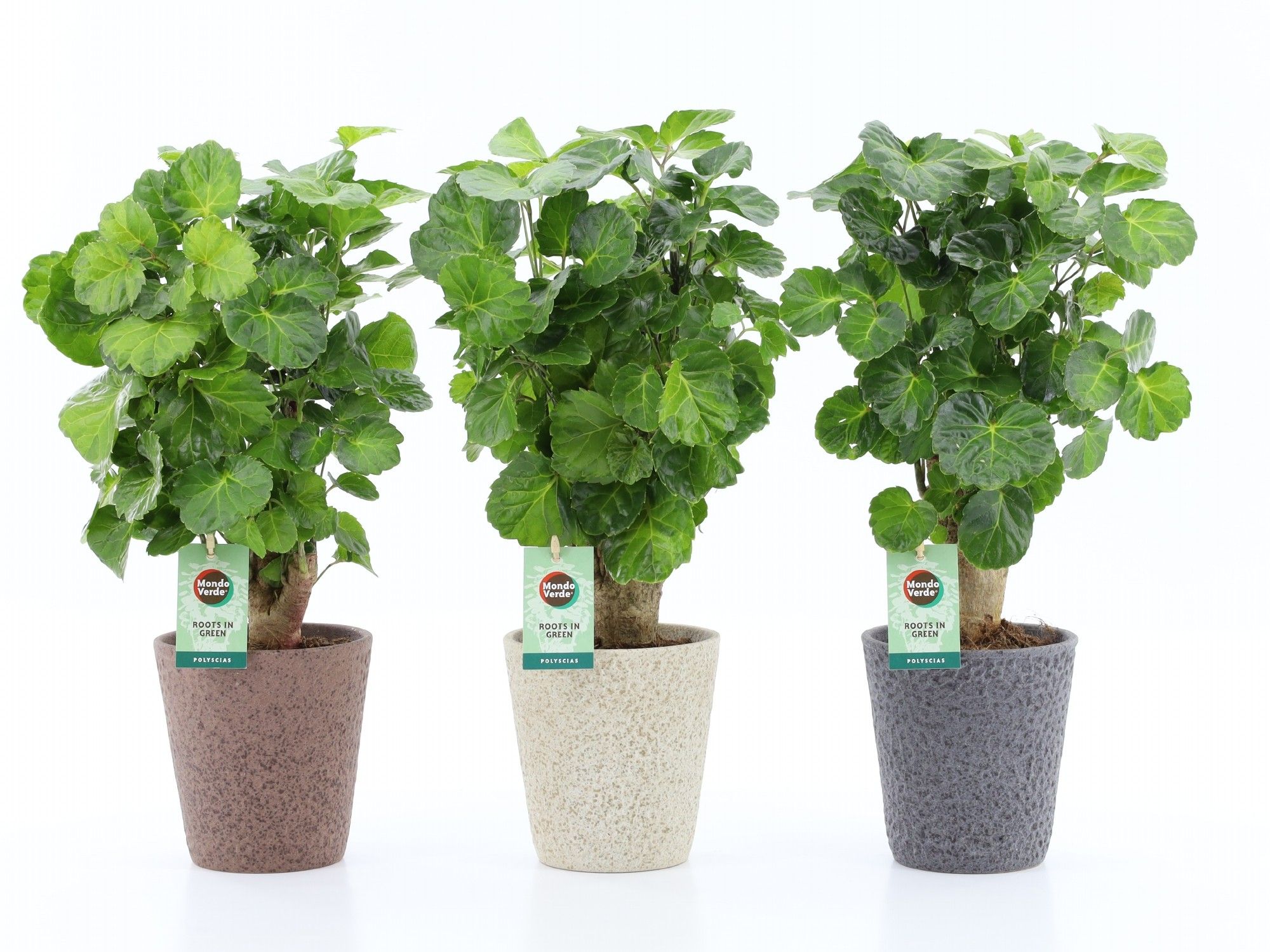 Polyscias Green Lemon in Nature keramiek, D 13