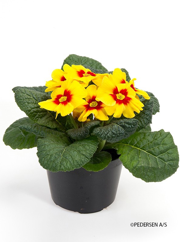 PRIMULA VULGARIS-HYBRID 'JUPITER YELLOW', D 11