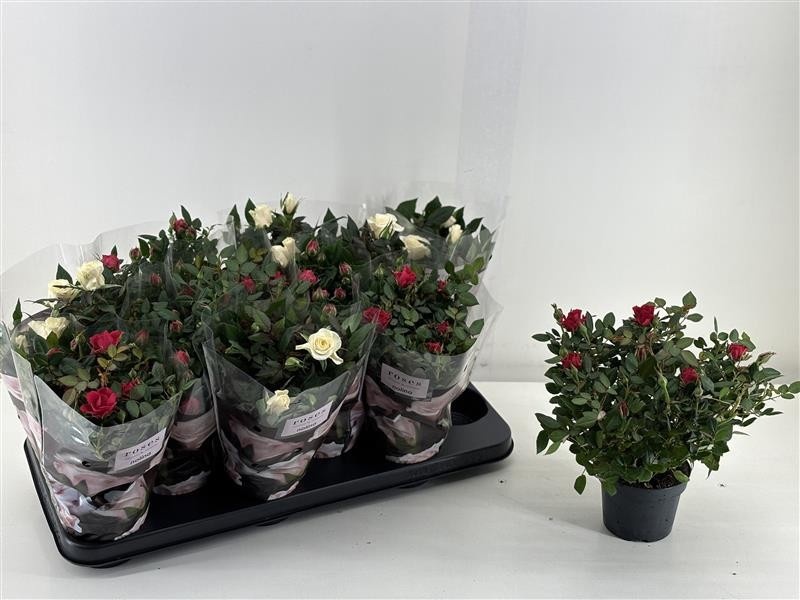 Nolina Roses Ø 10.5 cm Mix, D 10,5 cm Nolina Roses Ø 10.5 cm Mix, D 10,5 cm