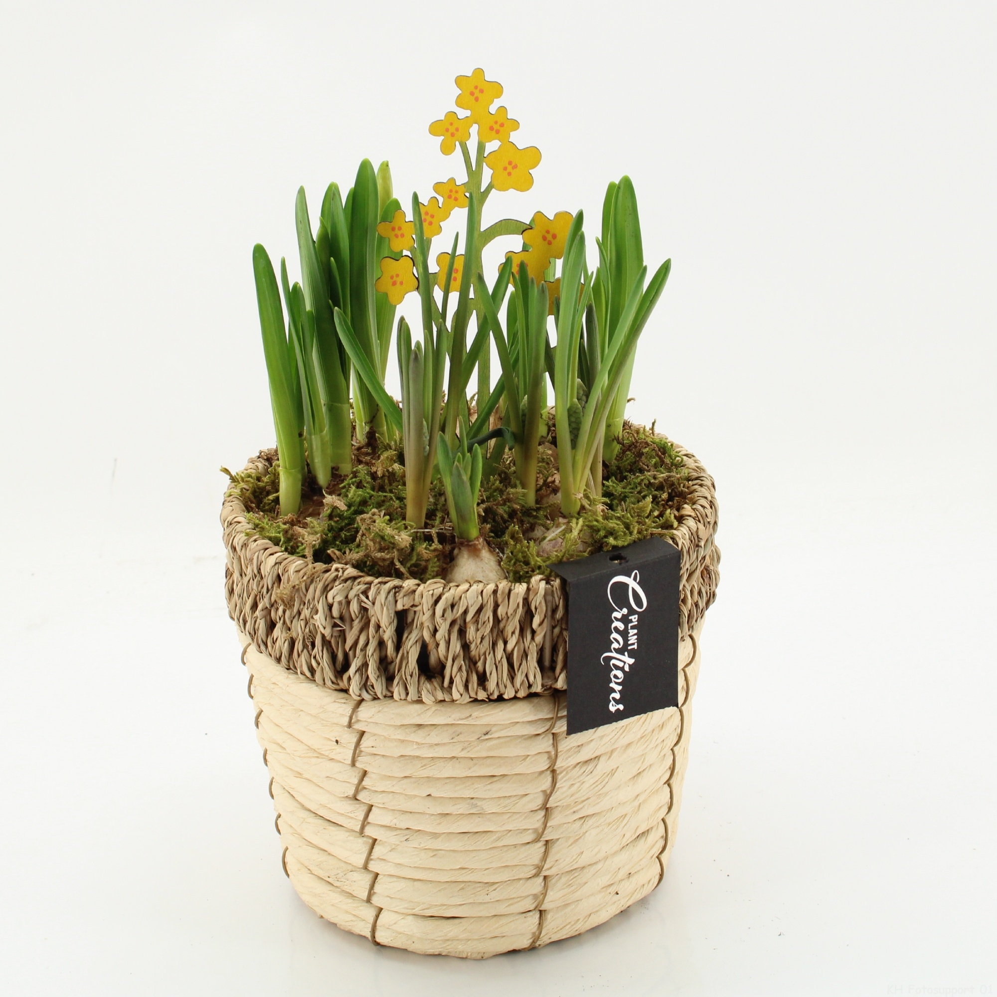 BLCR-2622 Bulbs creations, D 16