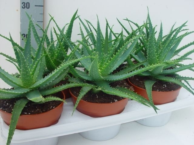 Aloe arborescens 15, D 15