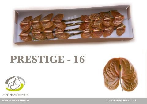 Антуриум Престиж x16, шт. Антуриум Престиж x16, шт.