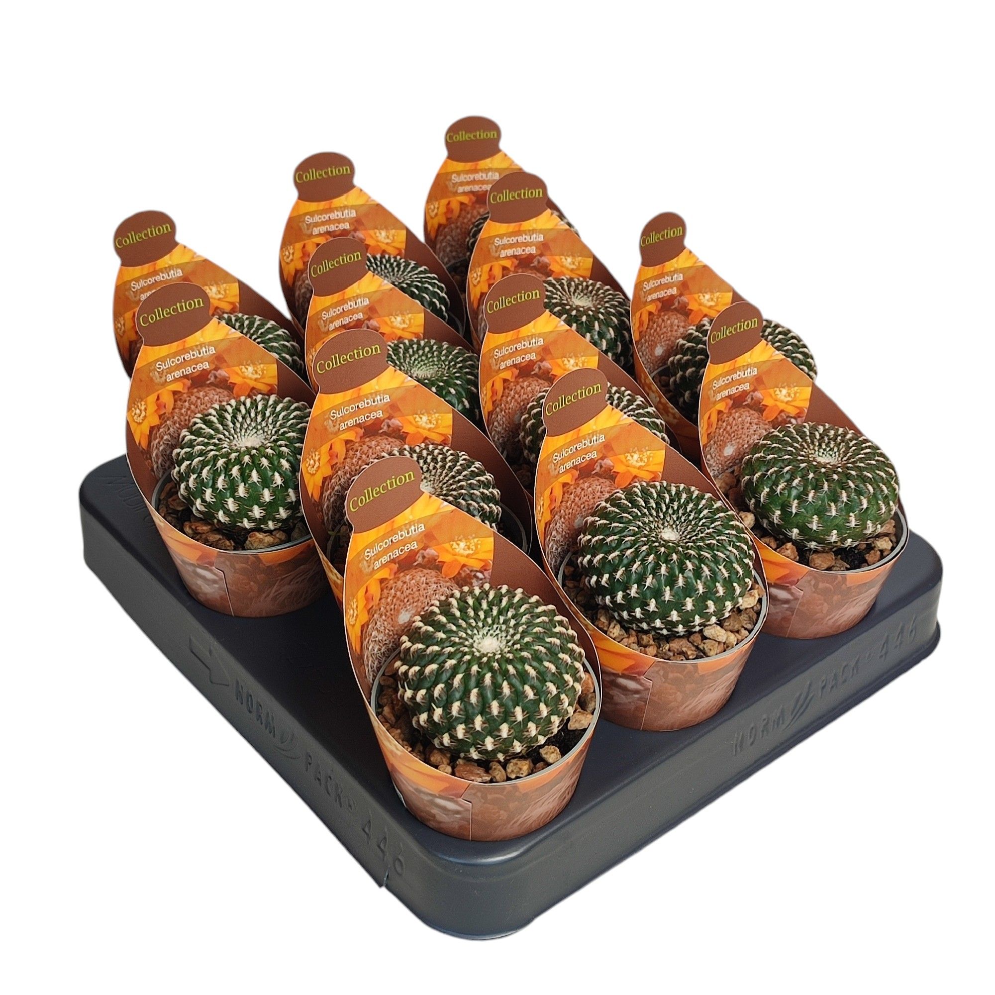 SULCOREBUTIA ARENACEA - POT Ø 6,5 - COLLECTION WITH POTCOVER (CACTUS), D 6,5 cm