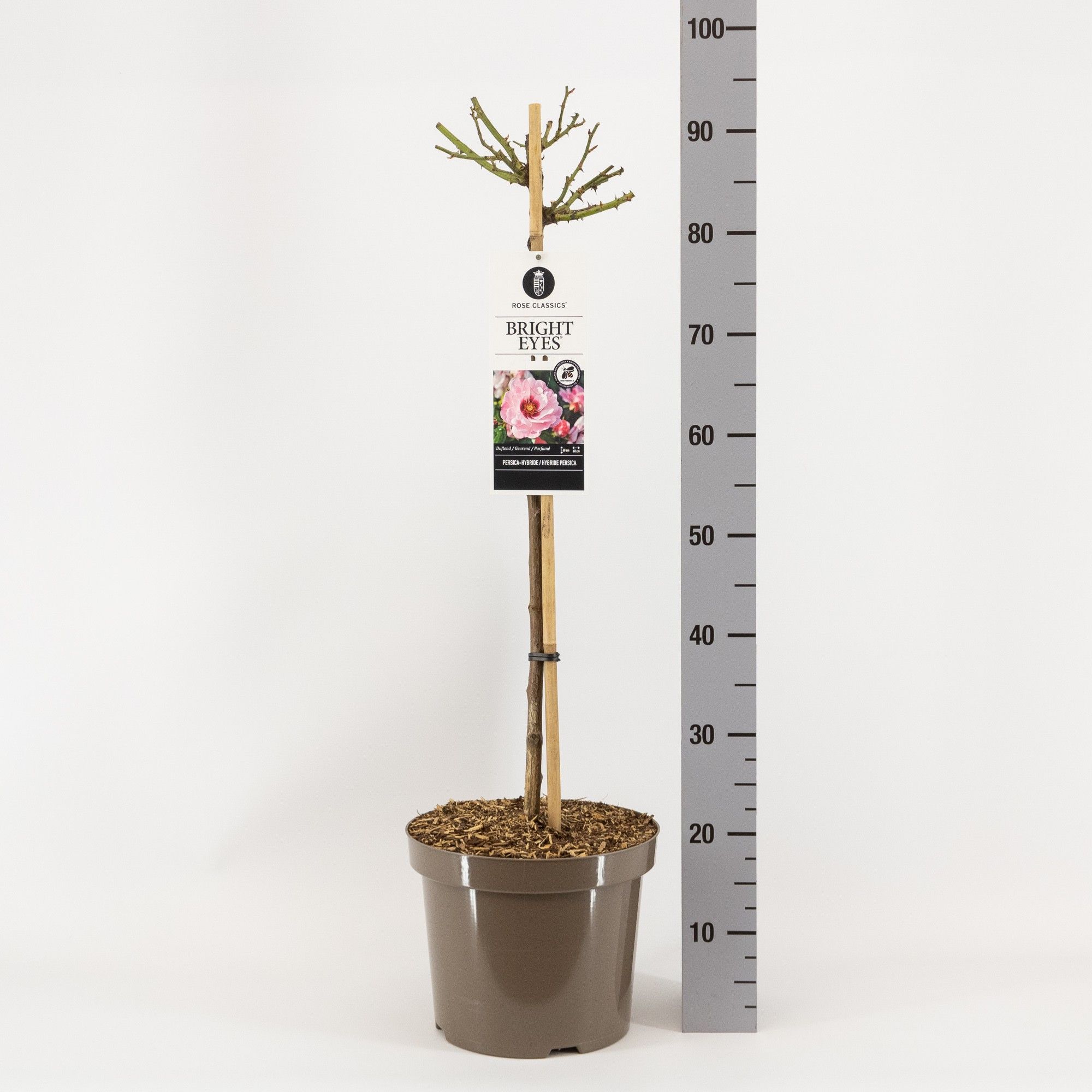 Rosa Persica Bright Eyes ®, stam 70, C7.5, D 26