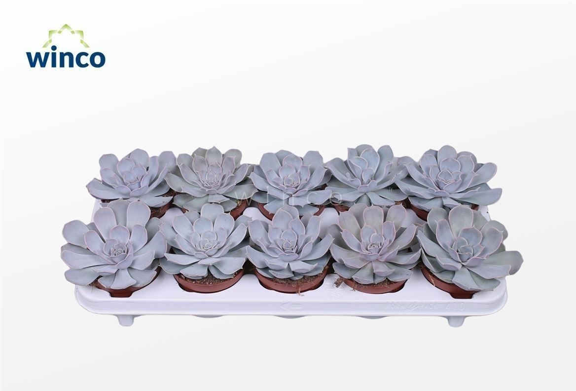 Echeveria Lilacina, D 10,5
