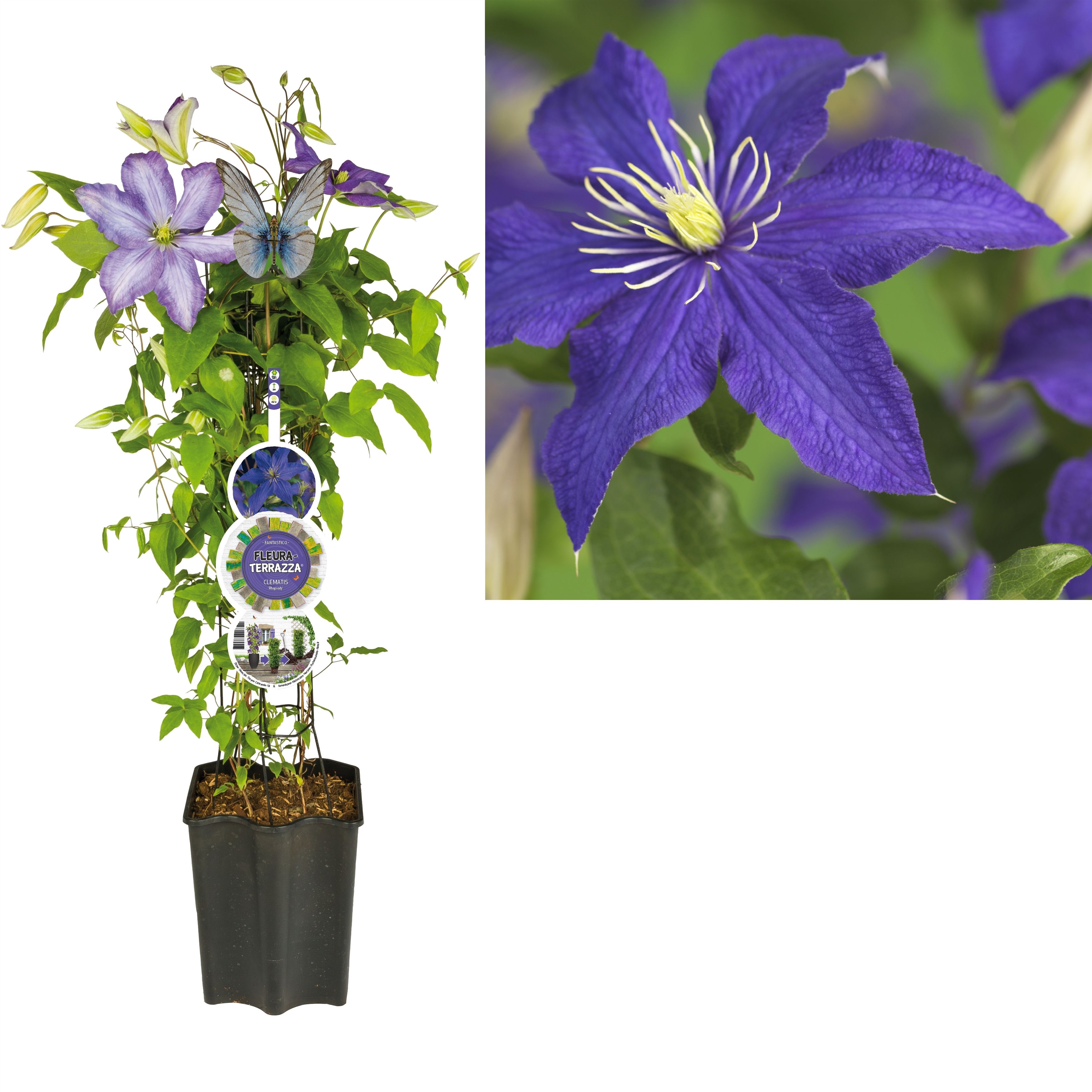 FleuraTerrazza W320 Clematis 'Rhapsody' +label, D 19