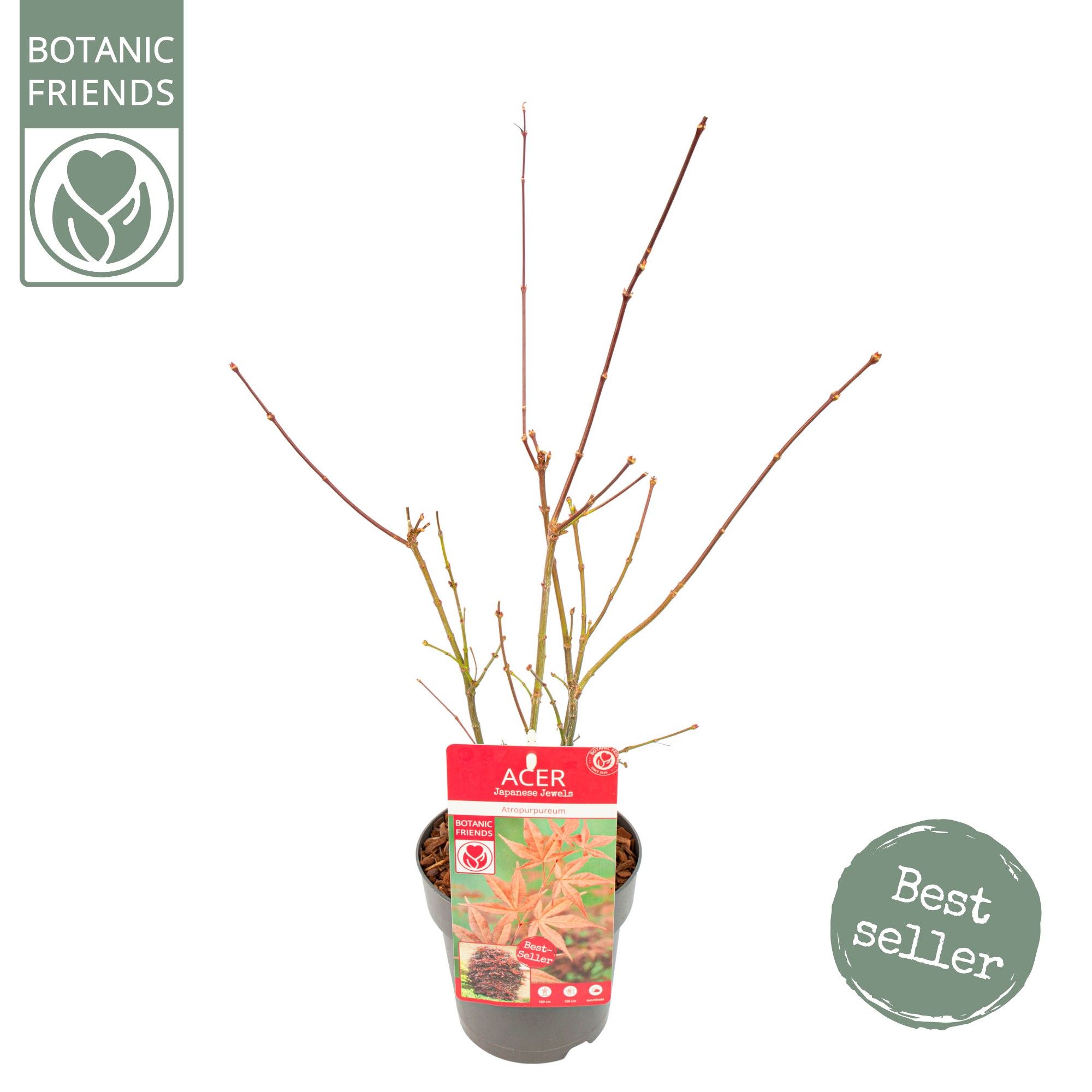 Acer palm. 'Atropurpureum', D 15