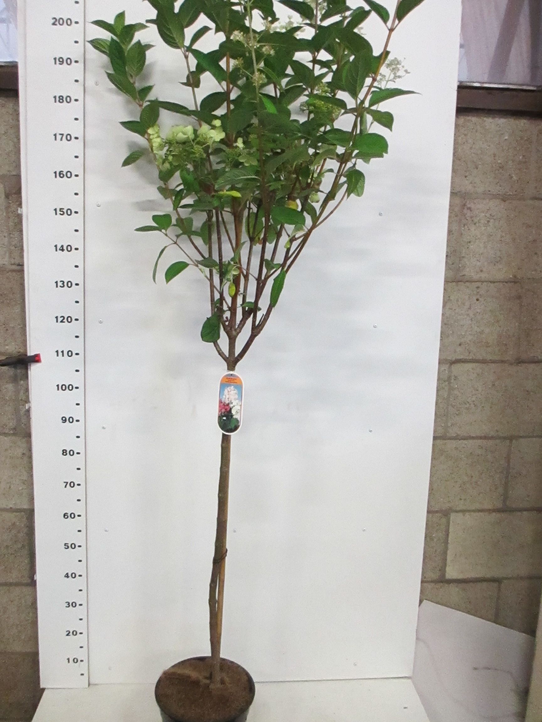 Hydrangea p. Early Sensation 100-110 st. P28, D 28 cm