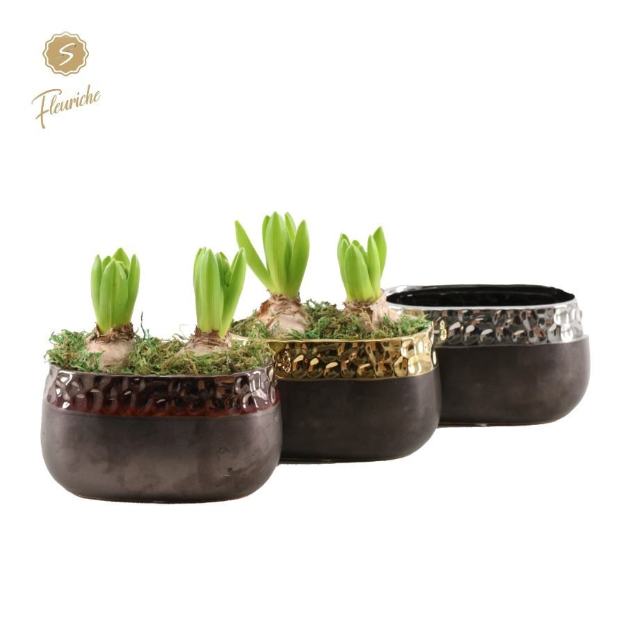 (2612) Hyacint Winter Chique [L], D 26 cm