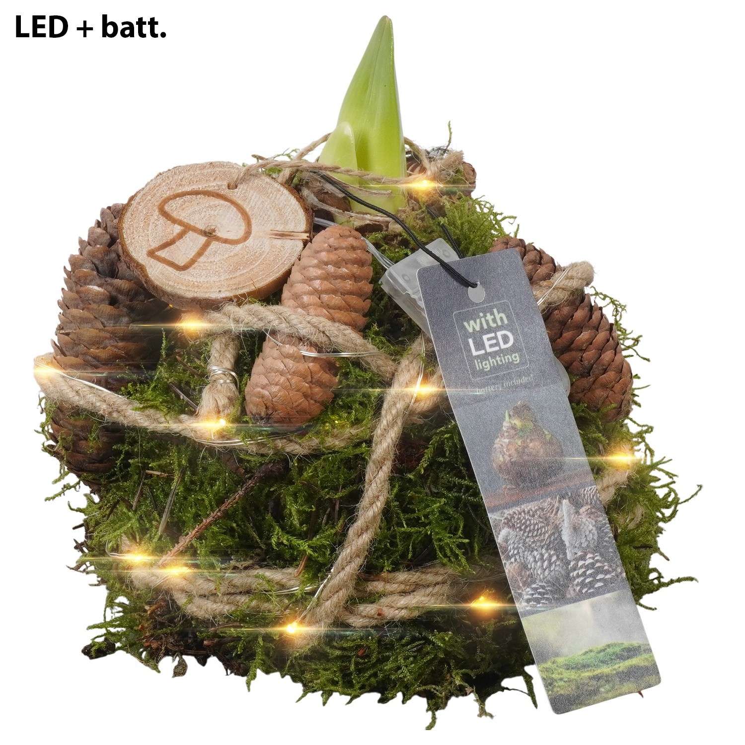 PTAA7529 Arrangement Amaryllis in mos gewikkeld met led, D 12 cm