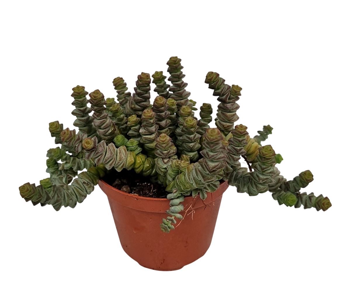 Crassula Marnieriana Hottentot, D 10