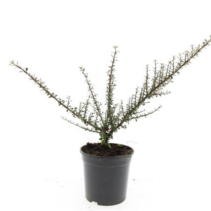 Cotoneaster m. 'Tanja', D 14 cm