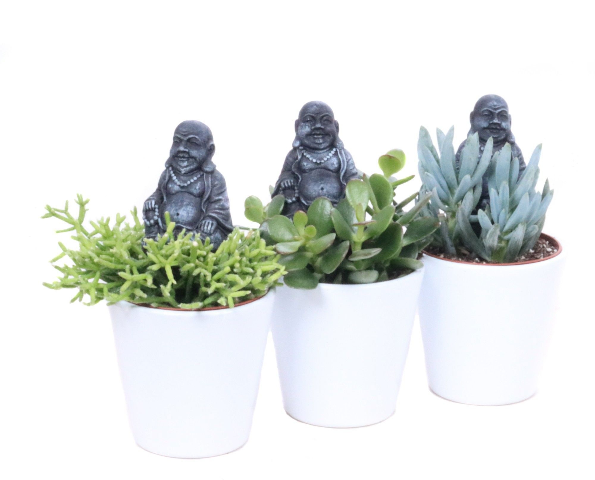 Succulent 8,5 cm in konisch wit vaasje met buddha bijsteker, D 9