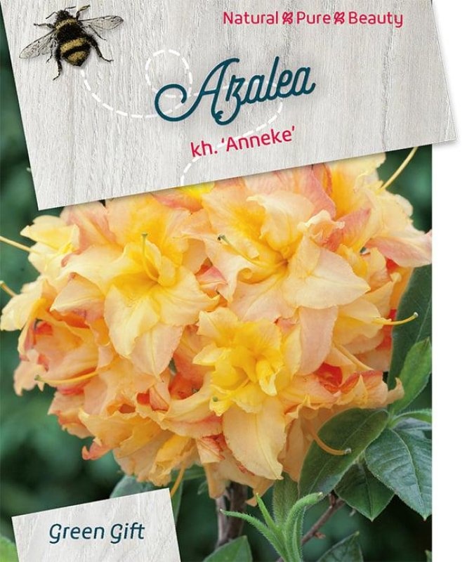 Rhododendron (AK) 'Anneke', D 38
