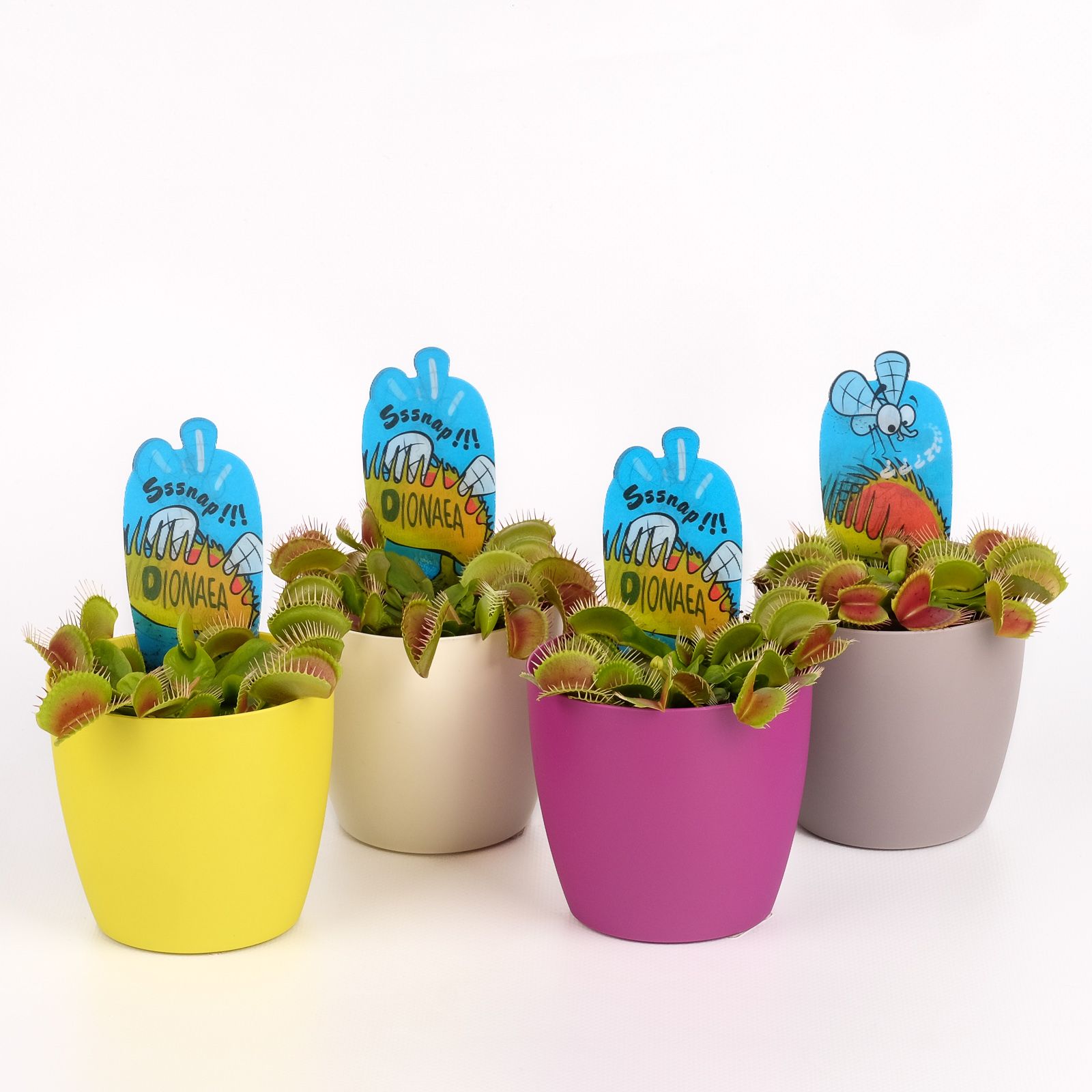 Dionaea muscipula in sierpot, D 8,5