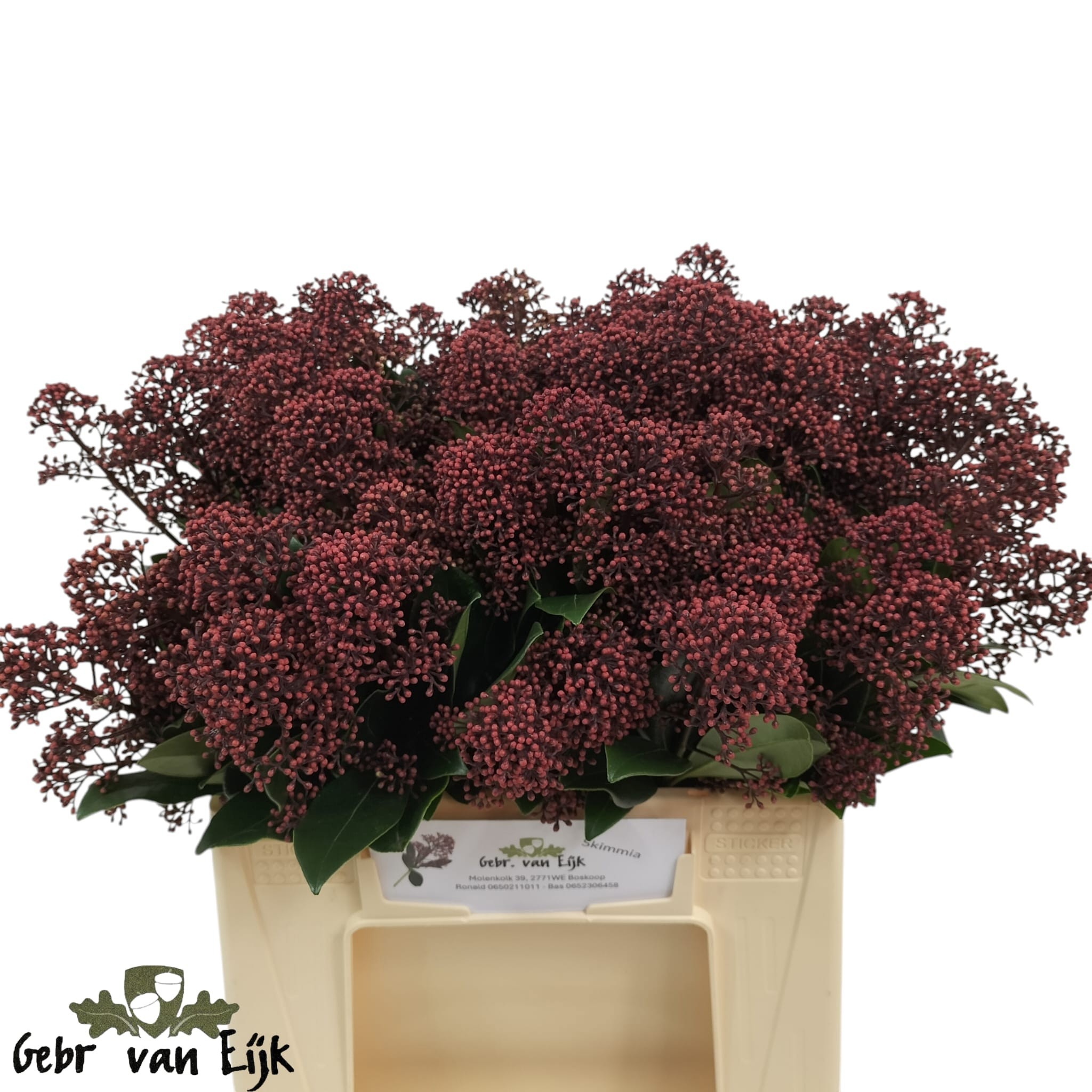 Скимия Рубелла за пучок 40 (красн.), пуч.