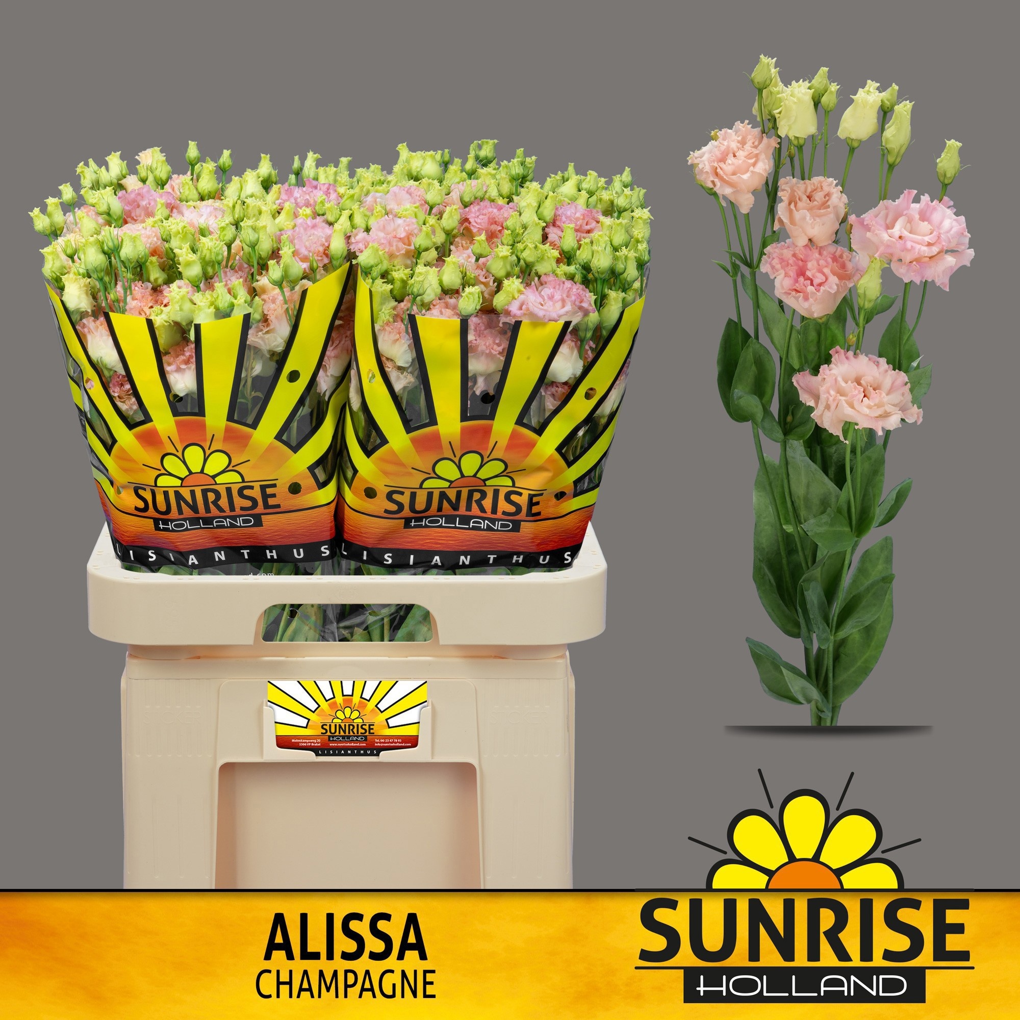 Эустома Алисса Шампань 70 (светло-роз.), шт.