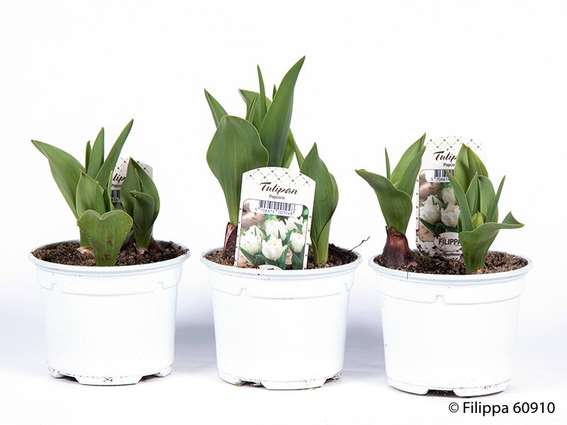 TULIPA FERGANICA 'Popcorn', D 10