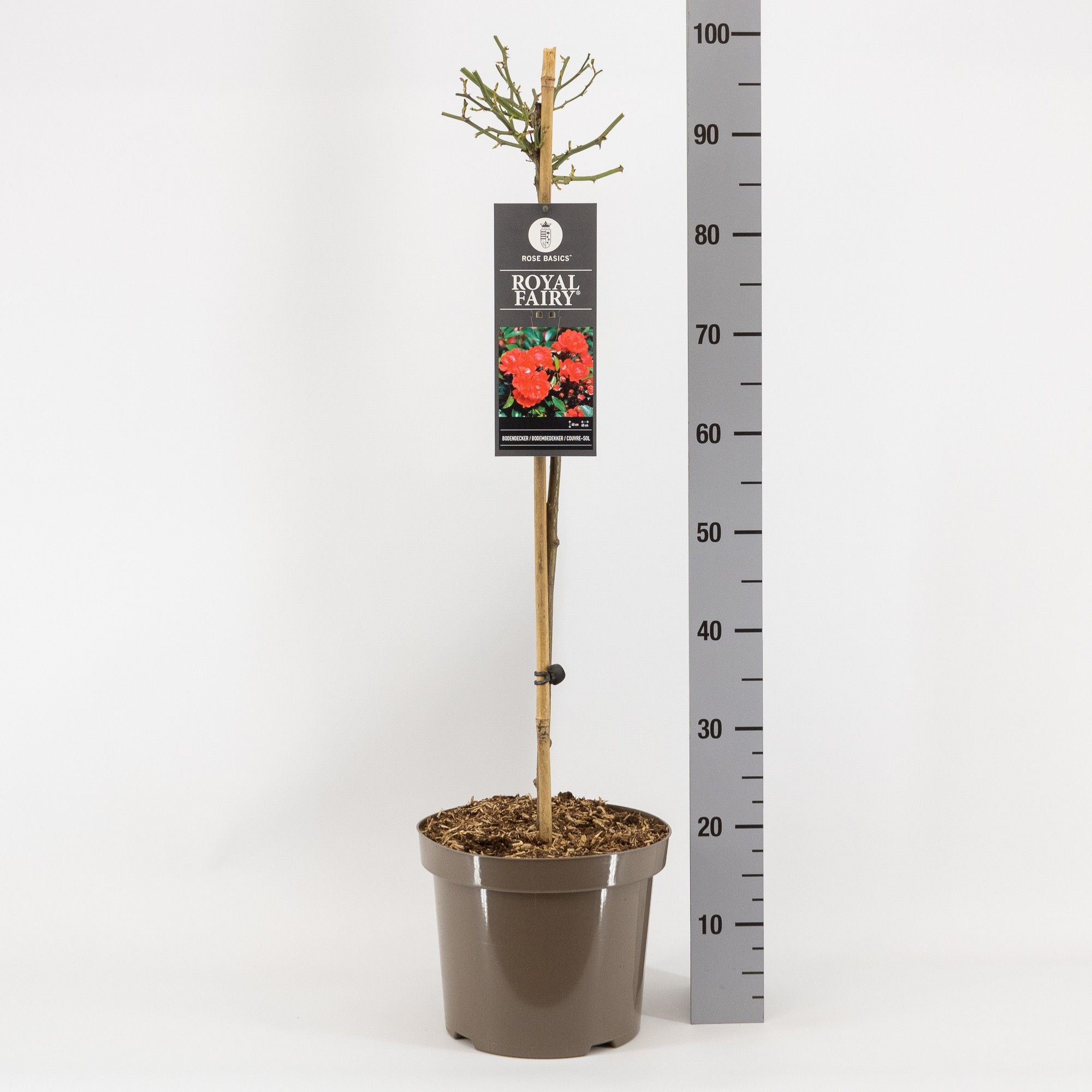 Rosa (P) Royal Fairy ®, stam 70, C7.5, D 26