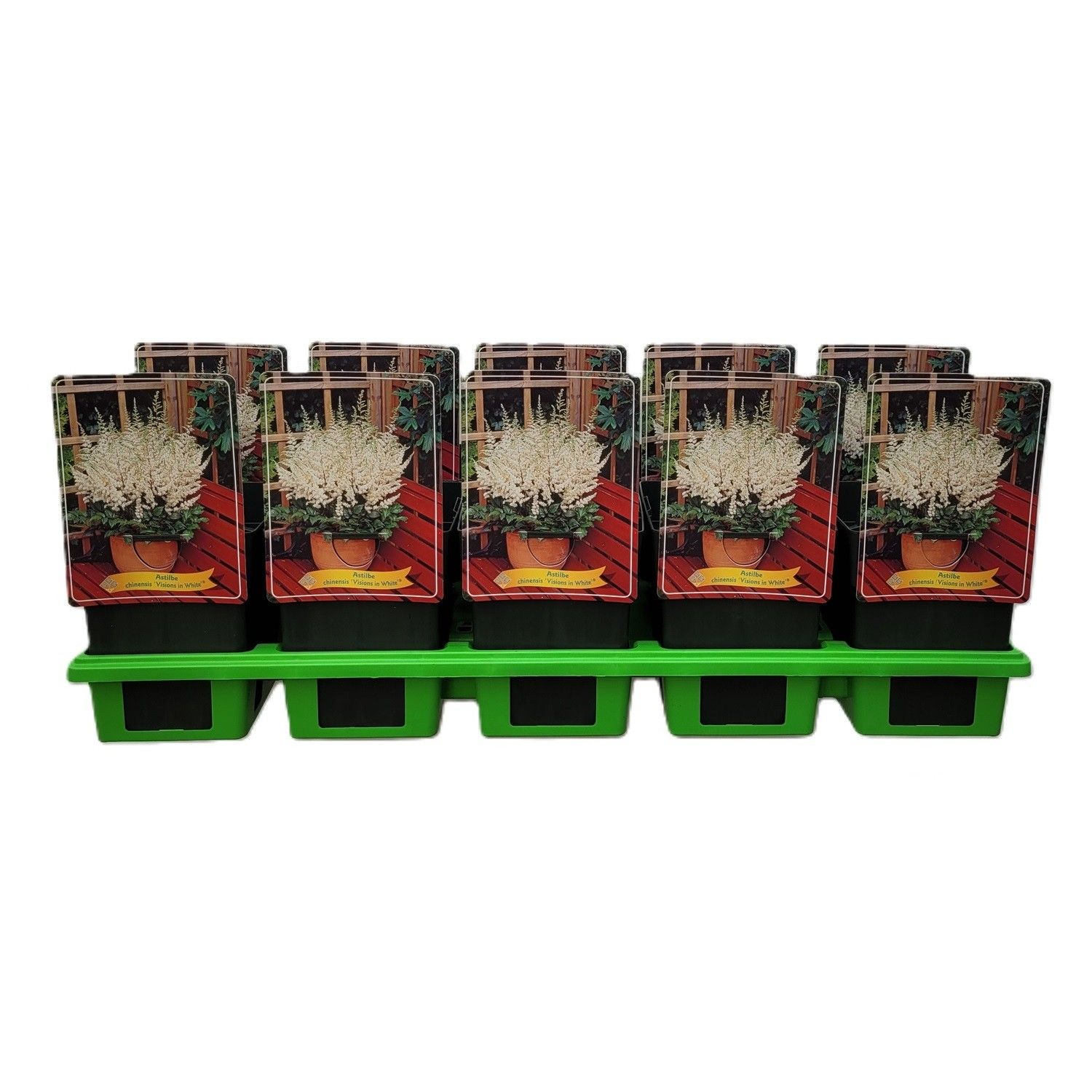 Astilbe chinensis 'Visions in White' P11, D 11